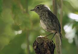 South Island Robin