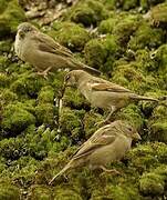 House Sparrow