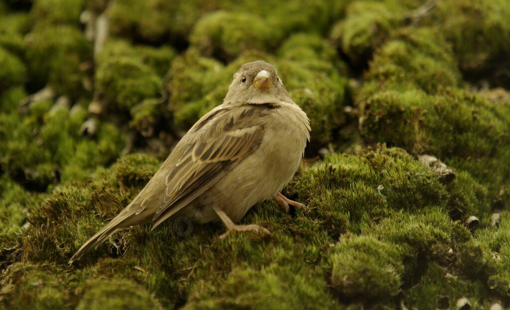 House Sparrow female