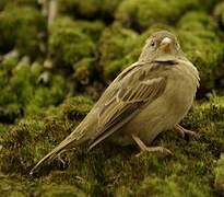 House Sparrow