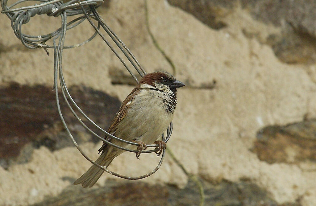 House Sparrow male adult breeding