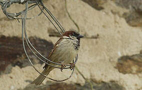 House Sparrow