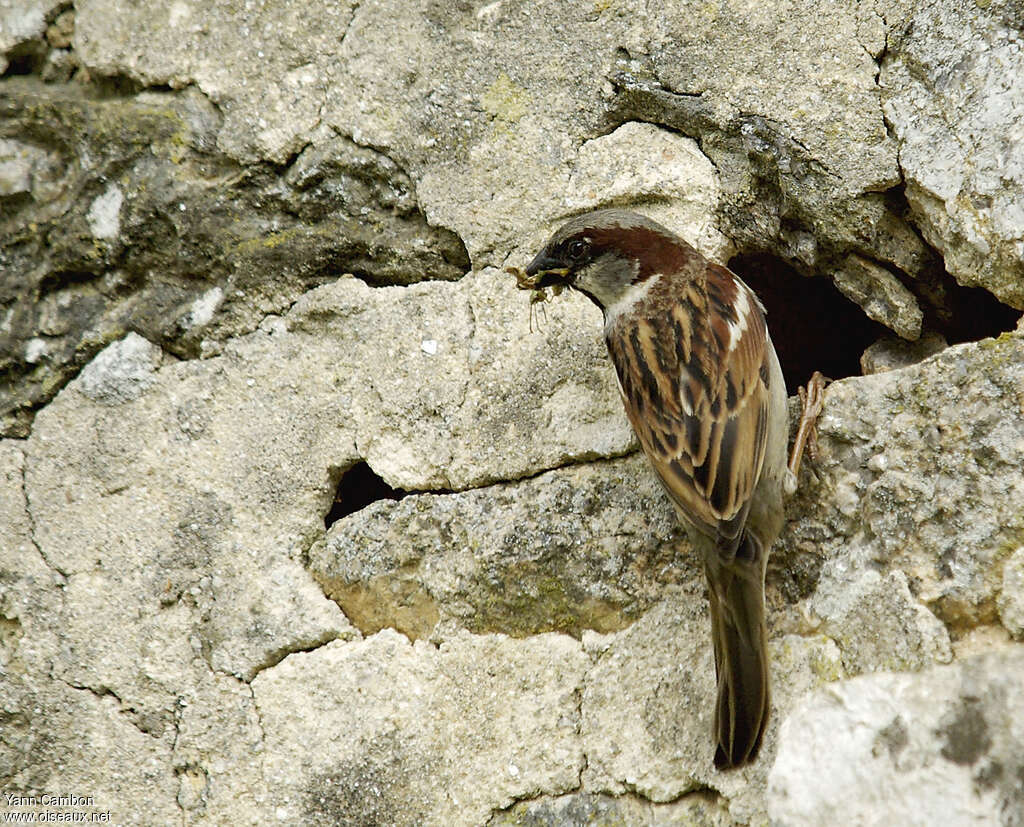 Moineau domestique mâle adulte nuptial, Nidification