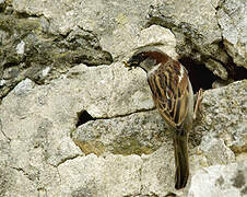 Moineau domestique