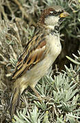 House Sparrow