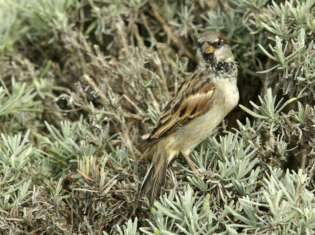 Moineau domestique mâle adulte