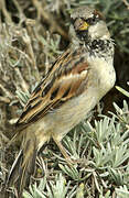 House Sparrow