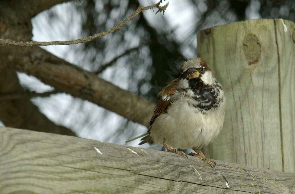 House Sparrow male adult