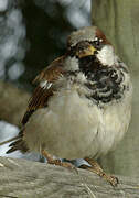 House Sparrow