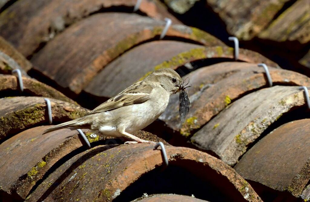 House Sparrow female adult breeding