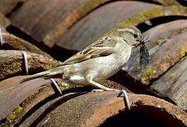 House Sparrow