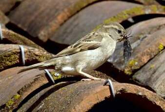 Moineau domestique