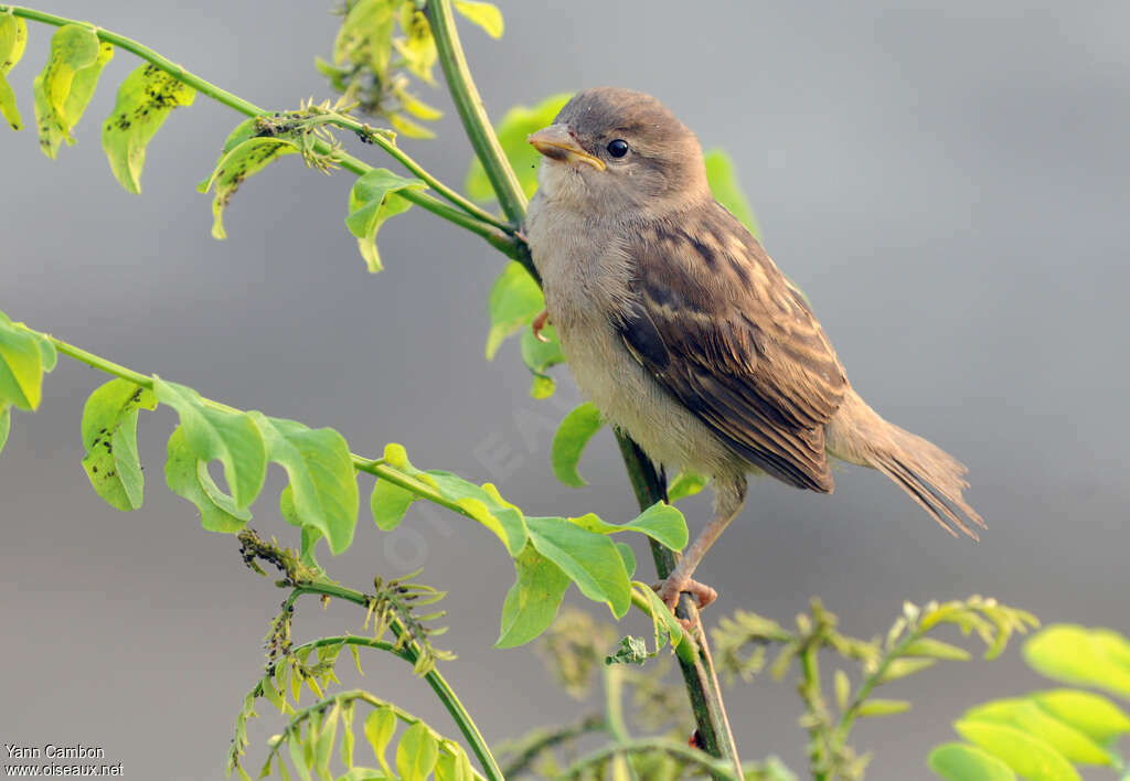 House Sparrowjuvenile, identification