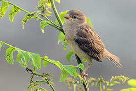 House Sparrow