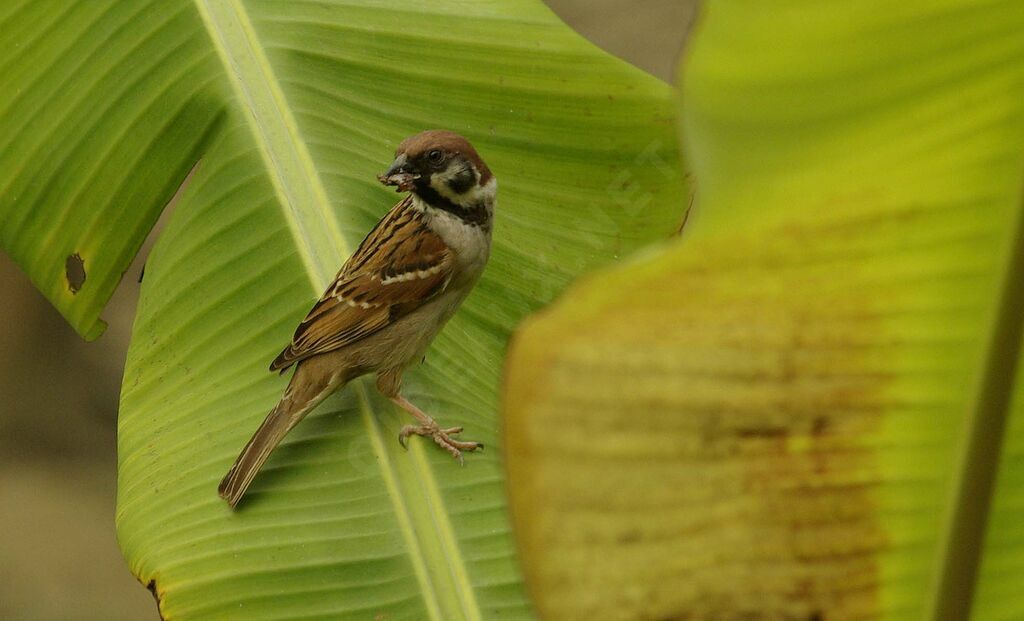 Eurasian Tree Sparrow