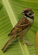 Eurasian Tree Sparrow