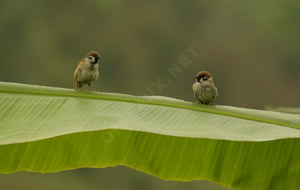 Eurasian Tree Sparrow