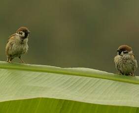 Moineau friquet