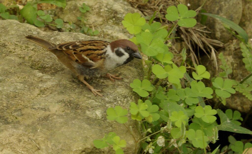 Eurasian Tree Sparrow