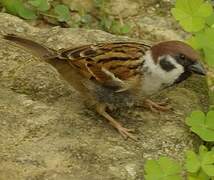 Eurasian Tree Sparrow