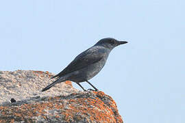 Blue Rock Thrush