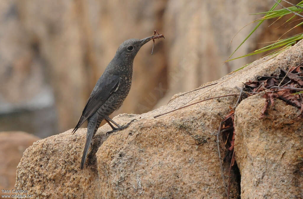 Blue Rock Thrush female adult, habitat, feeding habits, Behaviour