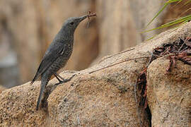 Blue Rock Thrush