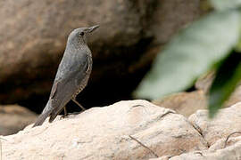 Blue Rock Thrush