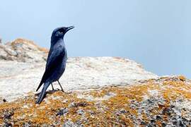 Blue Rock Thrush