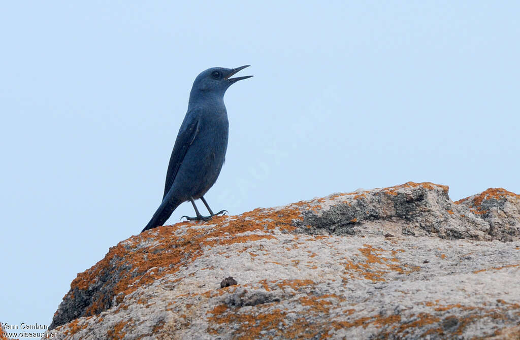 Blue Rock Thrush male adult, habitat, song