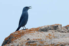 Blue Rock Thrush