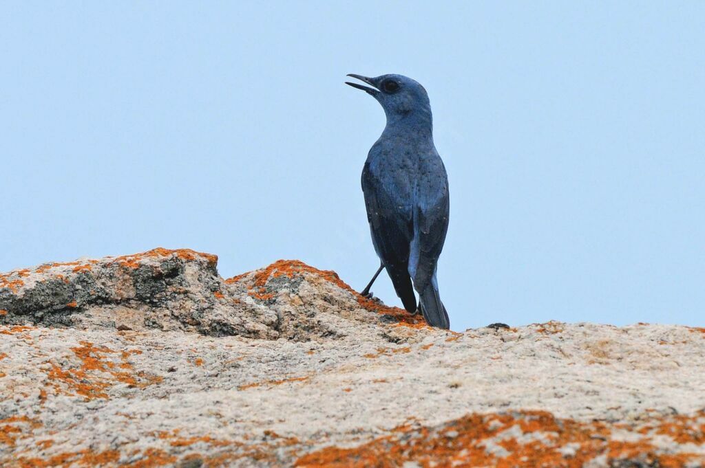 Blue Rock Thrush