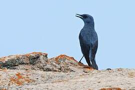 Blue Rock Thrush