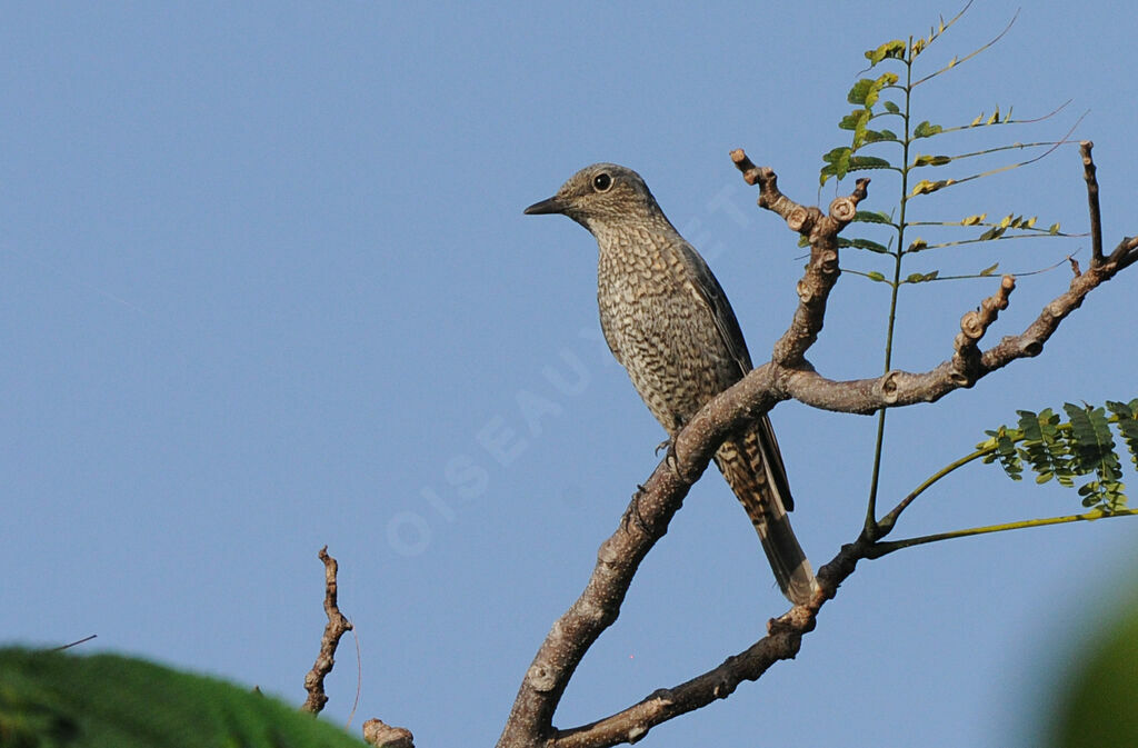 Blue Rock Thrush