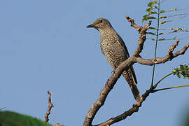 Blue Rock Thrush