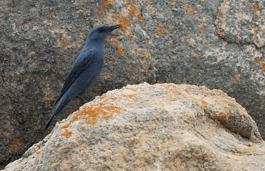 Blue Rock Thrush