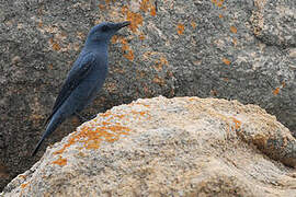 Blue Rock Thrush