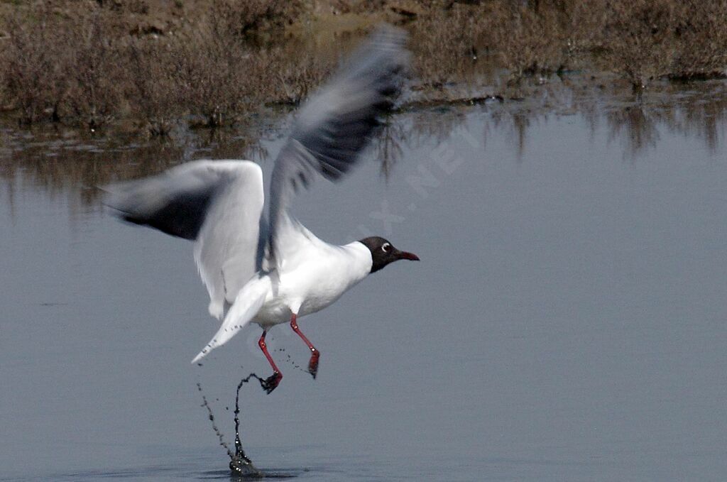 Mouette rieuse