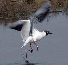 Mouette rieuse