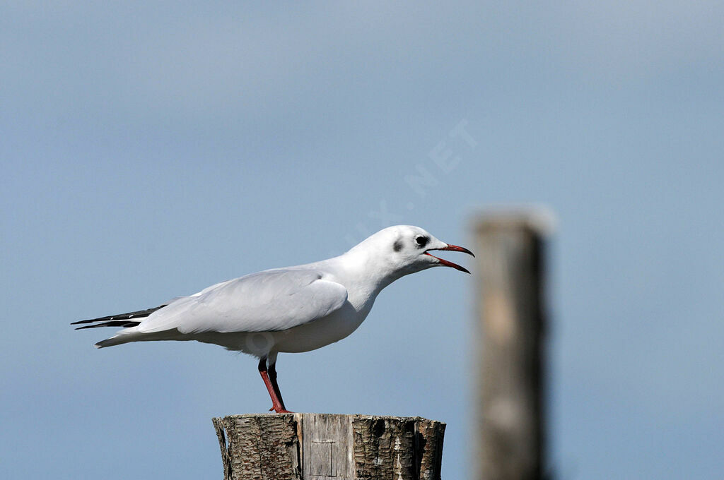 Mouette rieuse