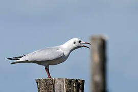 Mouette rieuse