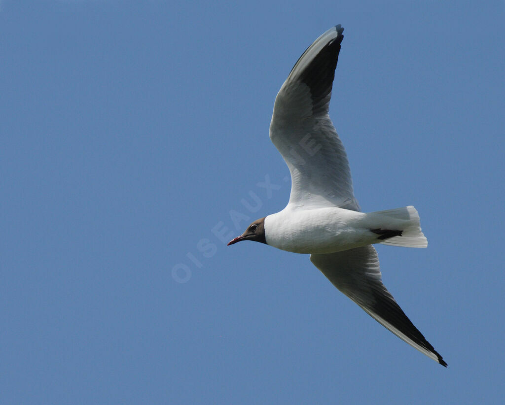 Mouette rieuse