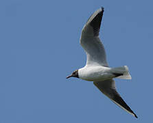 Mouette rieuse