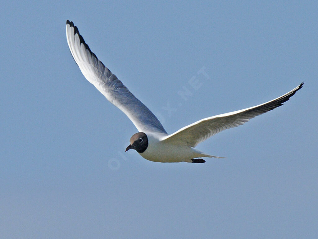 Black-headed Gull