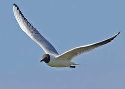 Mouette rieuse