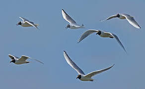 Mouette rieuse