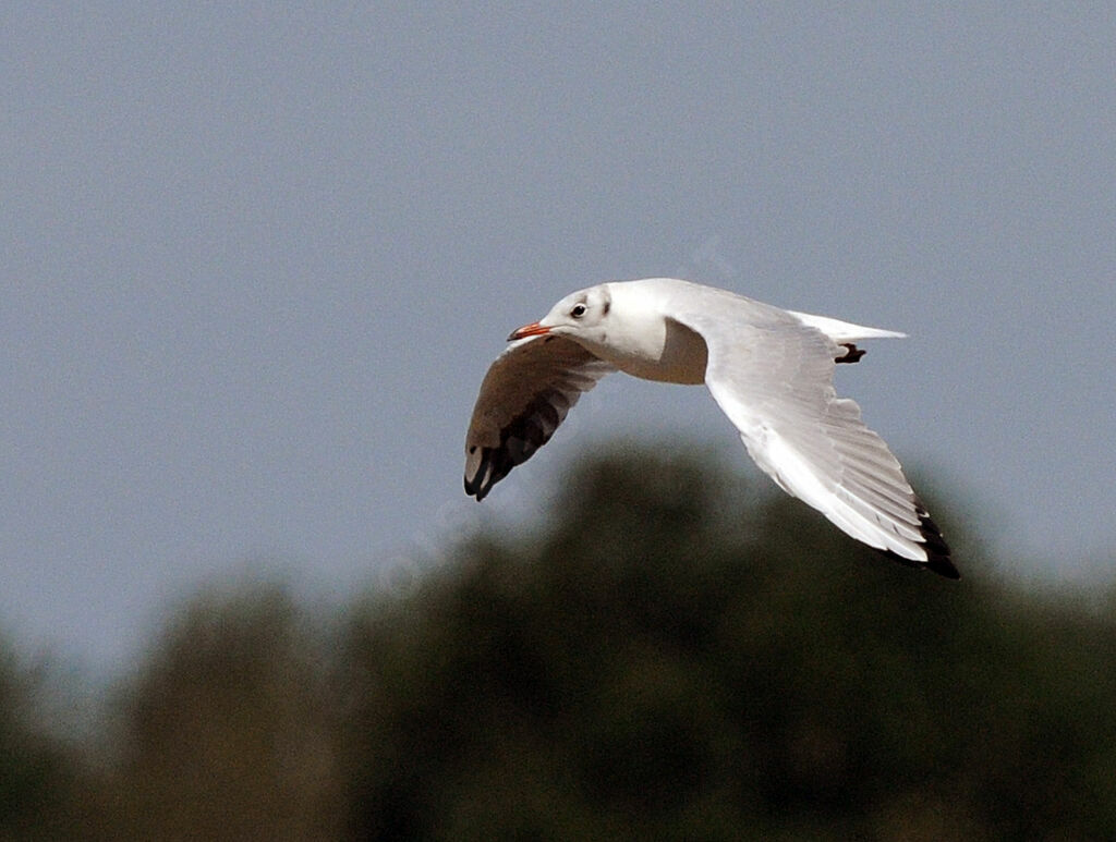 Mouette rieuse