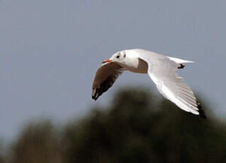 Mouette rieuse