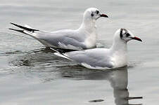 Mouette rieuse