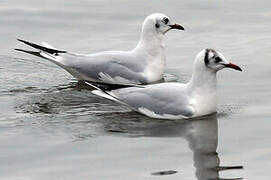 Mouette rieuse